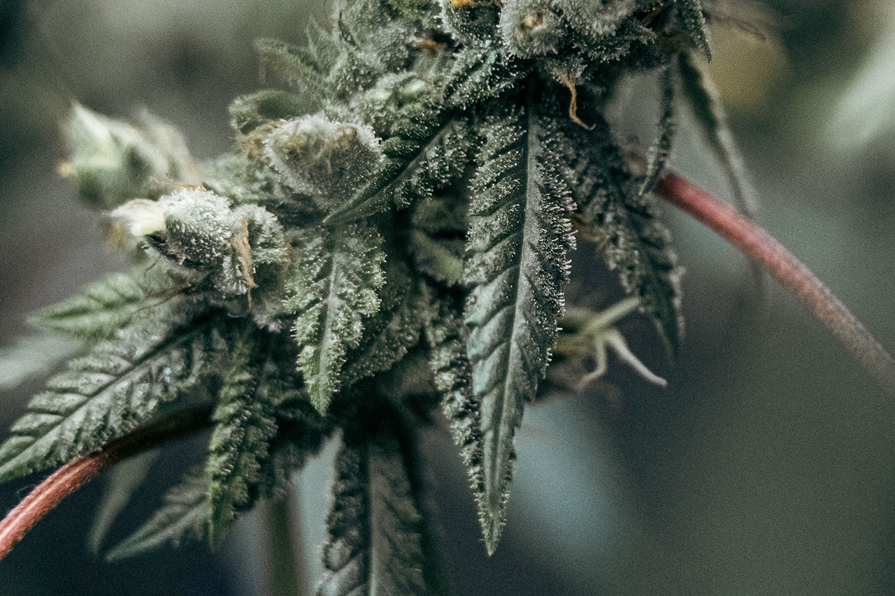 Bestrahltes vs. unbestrahltes Cannabis: Was ist der Unterschied?