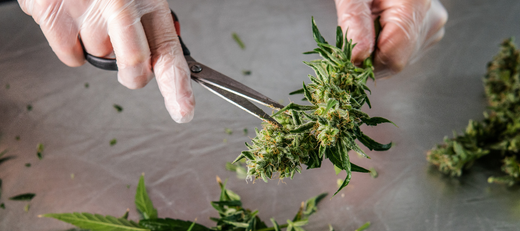 Cannabis bei der Krankenkasse beantragen