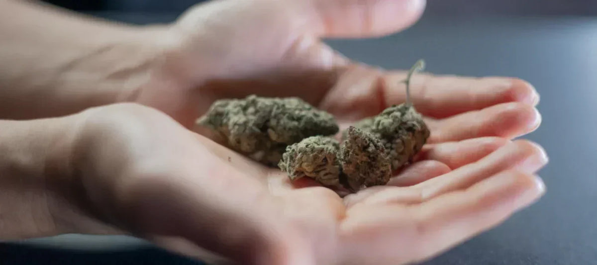 Cannabisblüten in der Hand