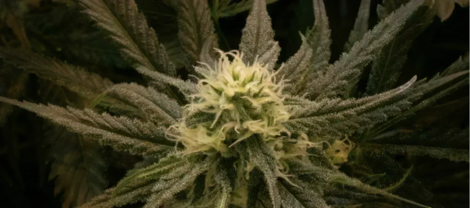 Super Silver Haze Cannabisblüte