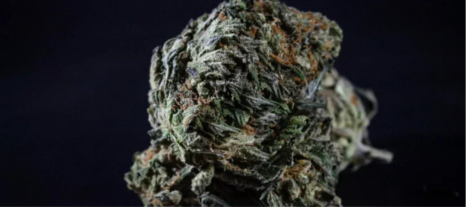 Skunk Cannabisblüte