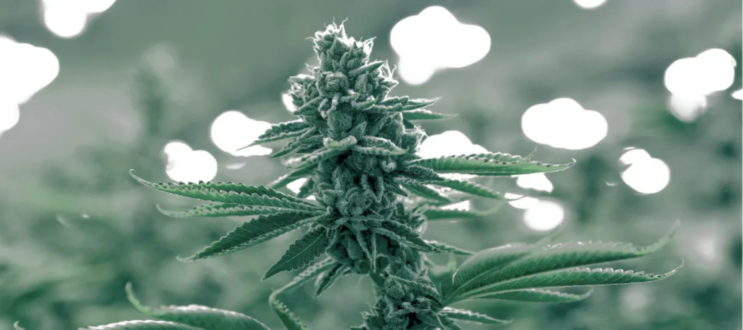 Grüne Cannabisblüte