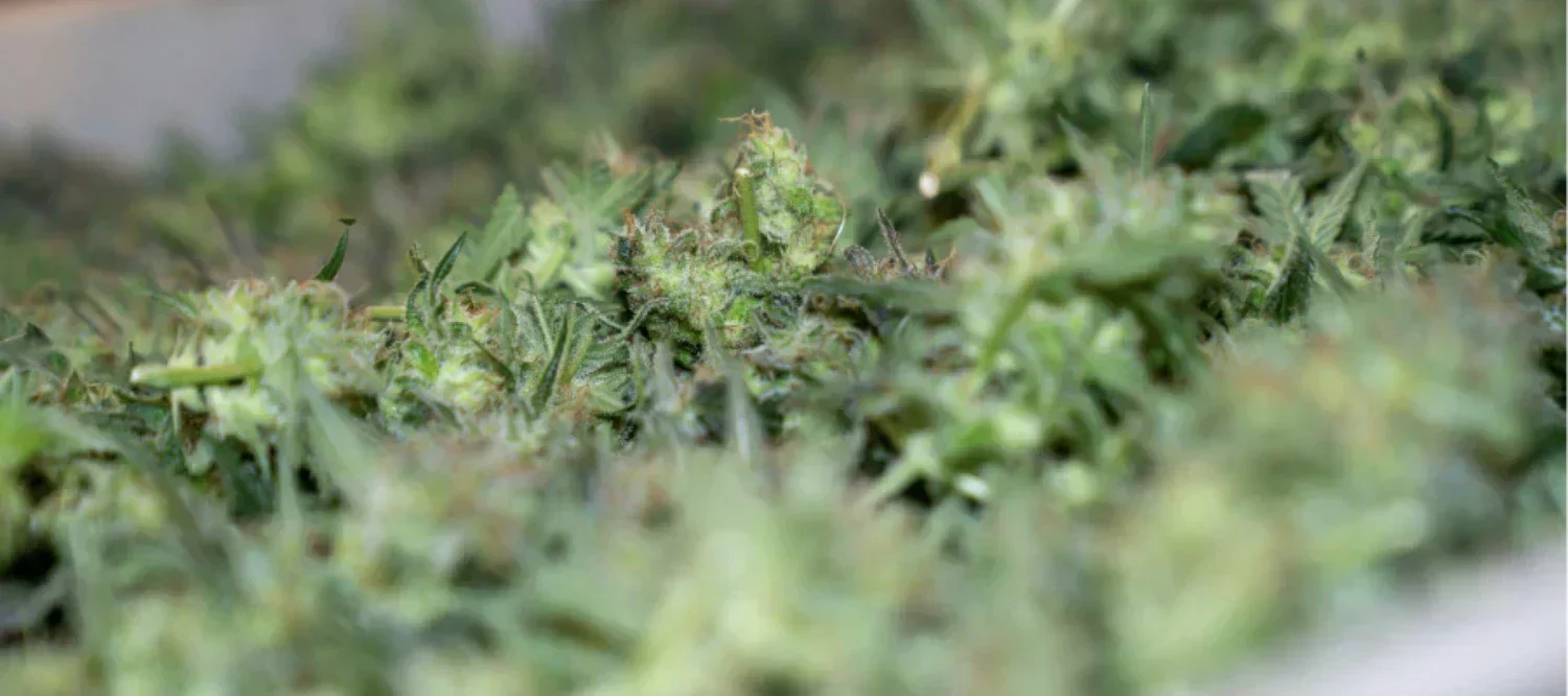 grüne Cannabisblüten