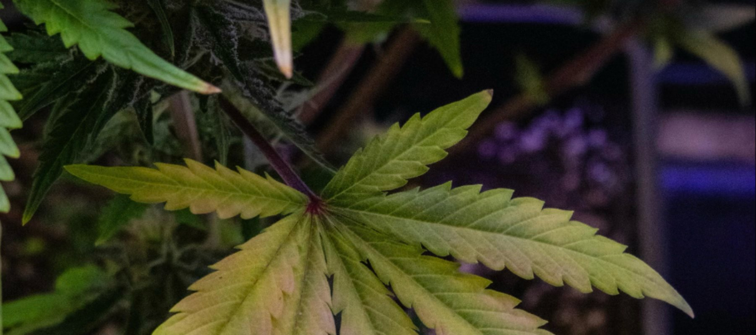 Cannabisblatt