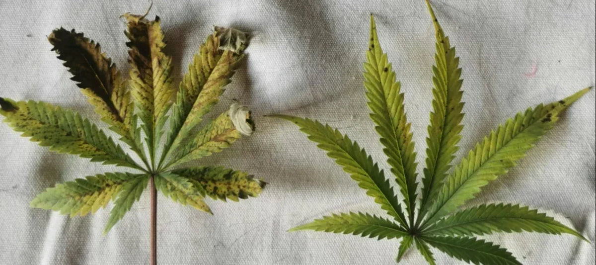 Cannabisblatt mit Kaliummangel