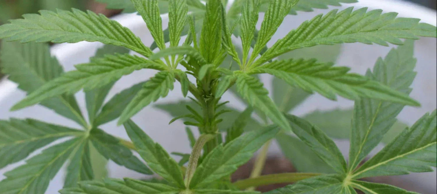 Cannabispflanze