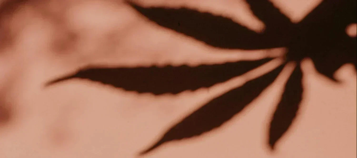 Schatten von einem Cannabisblatt
