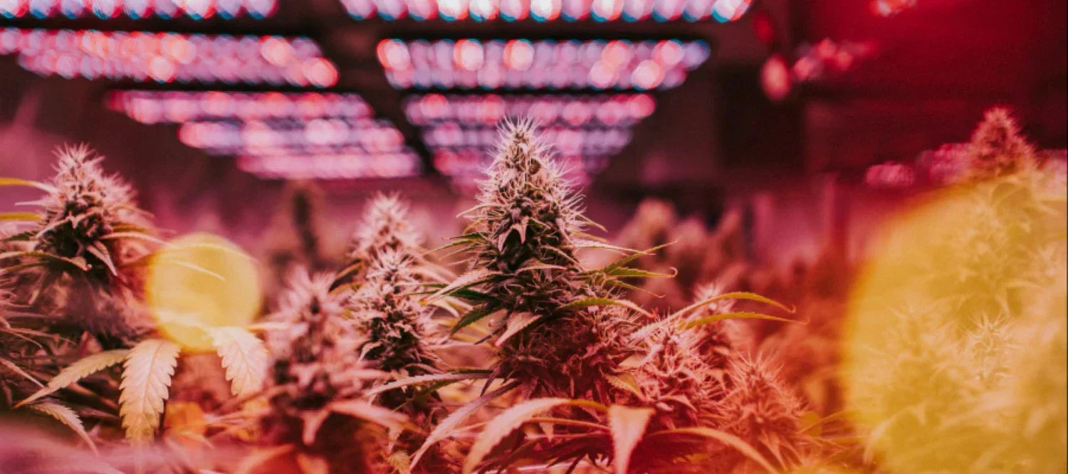 Cannabispflanzen