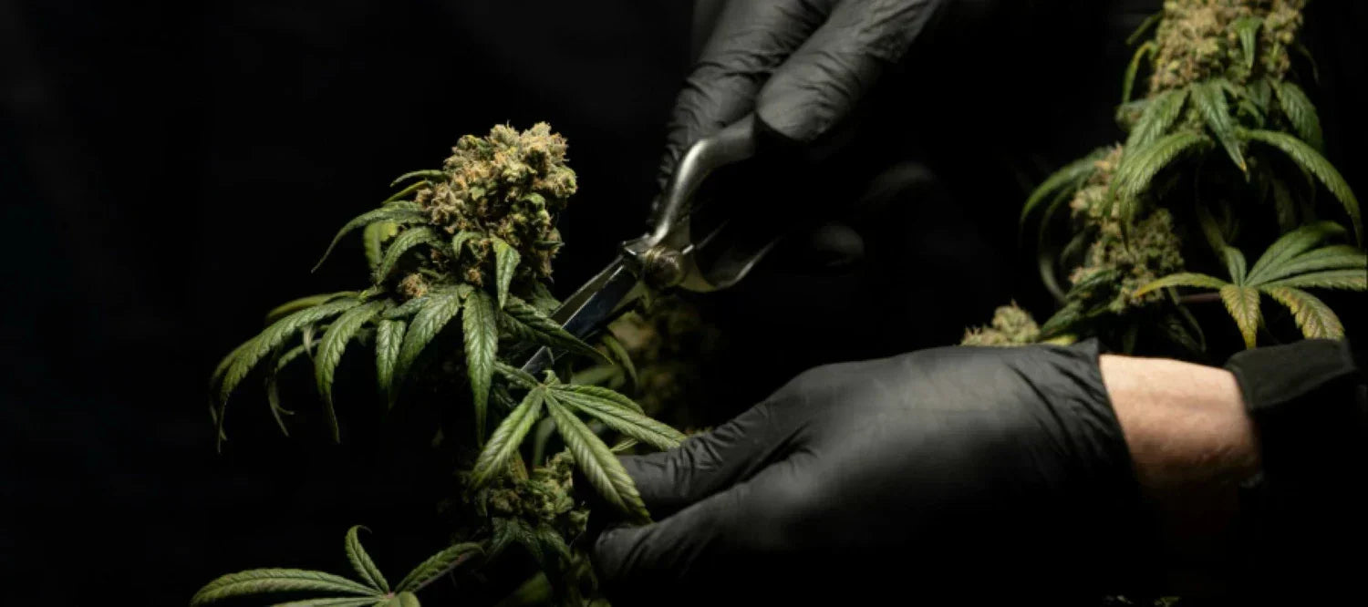 Cannabispflanze beschneiden