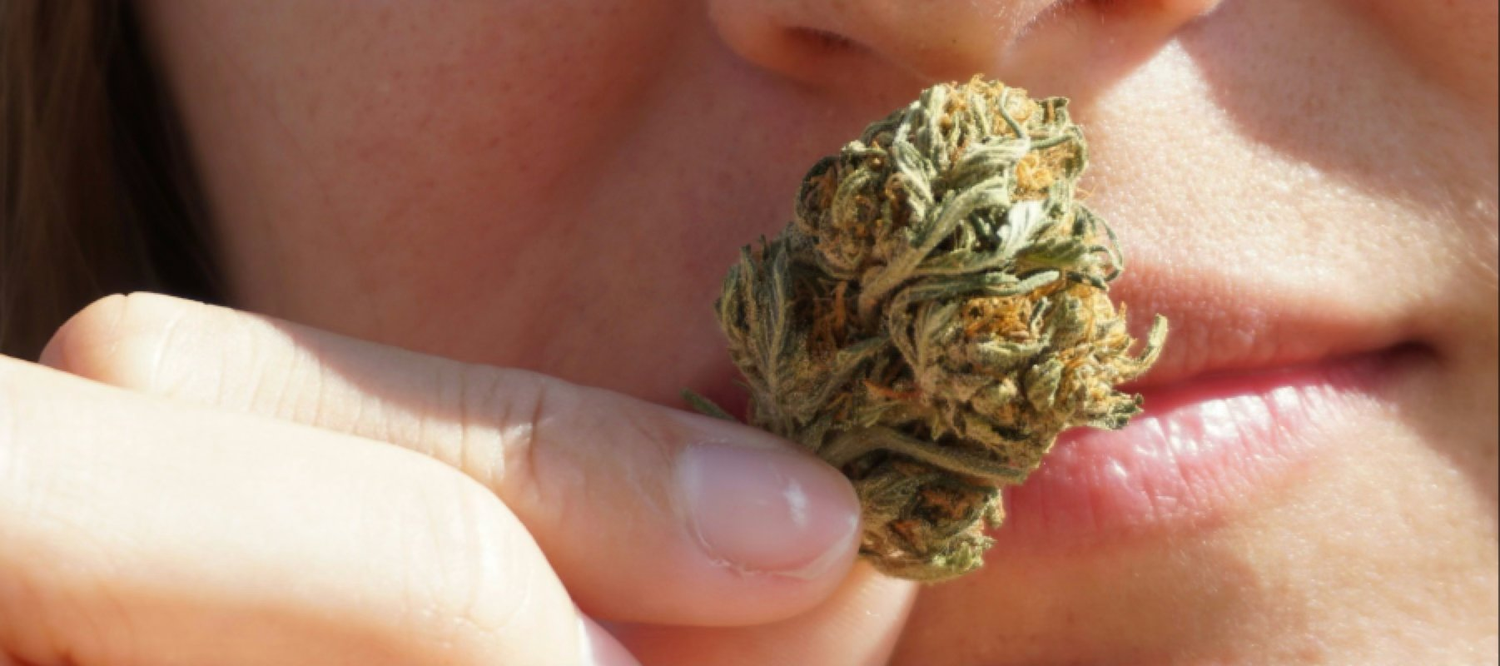 Person riecht an einer Cannabisblüte