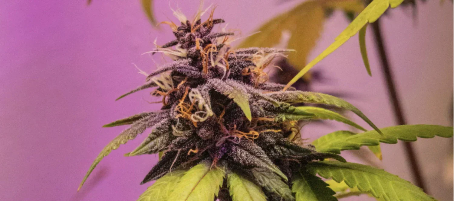 Purple Haze Cannabis