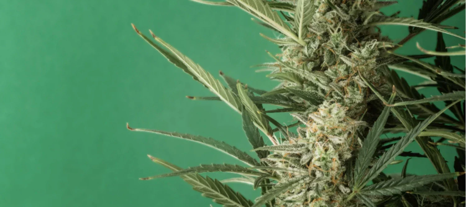 Cannabispflanze vor grünem Hintergrund