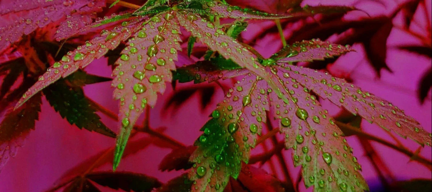 Regentropfen auf Cannabisblatt