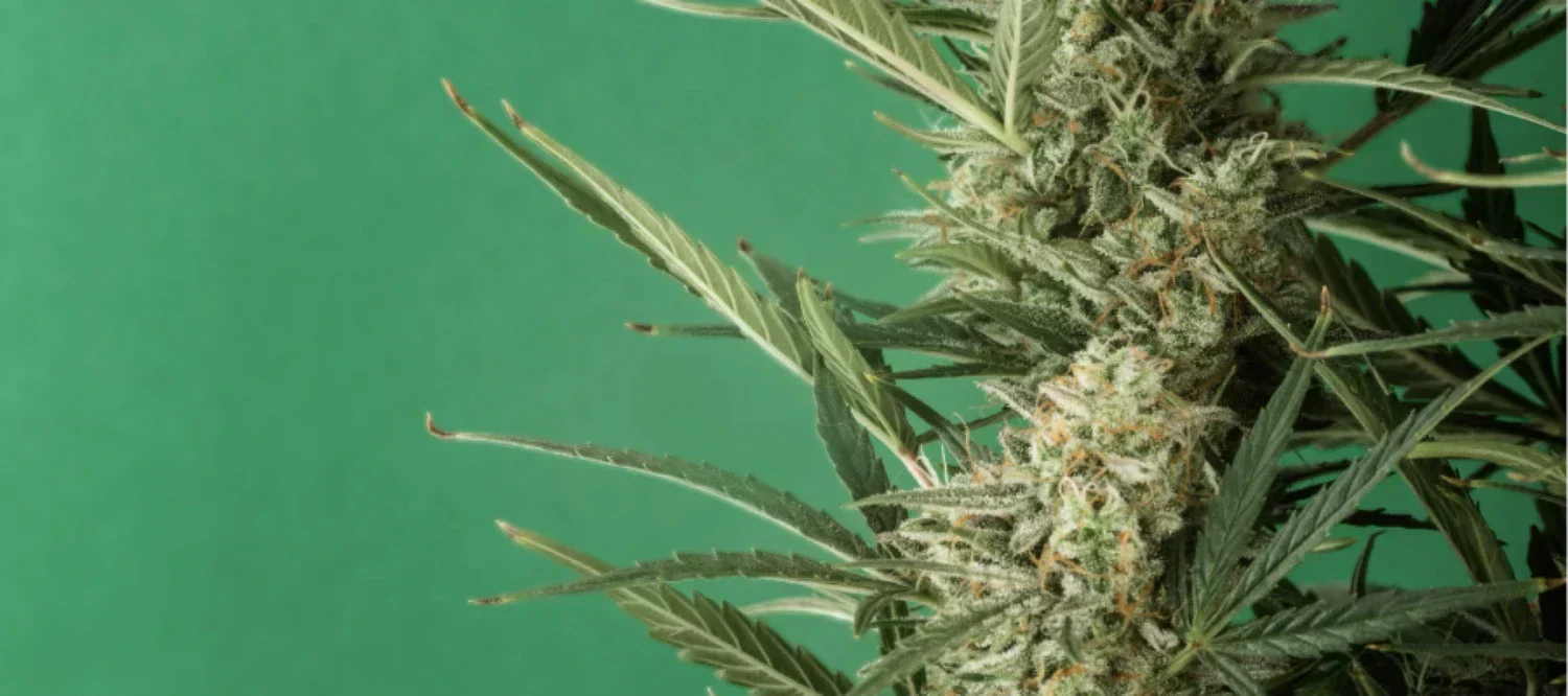 Cannabispflanze vor grünem Hintergrund