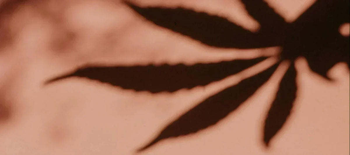 Schatten von einem Cannabisblatt