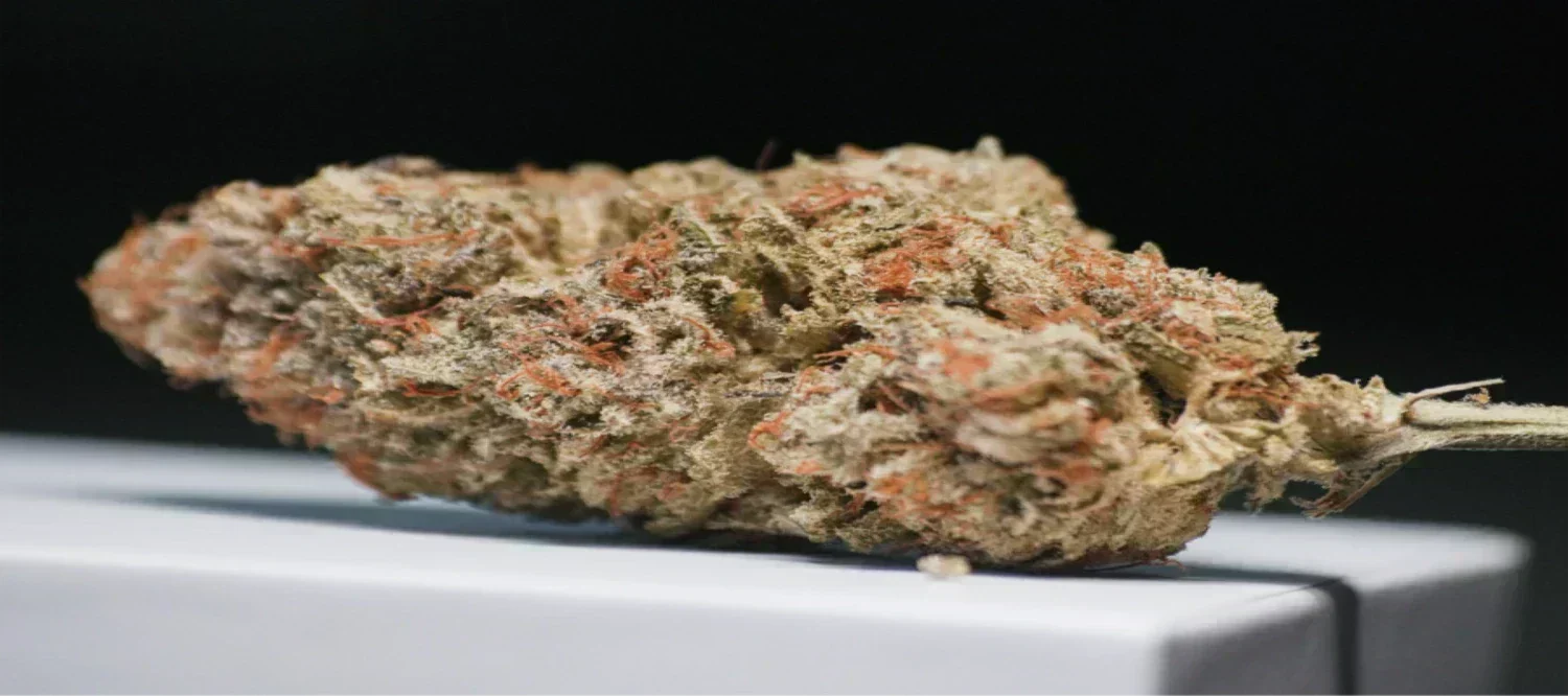 Cheese Cannabisblüte