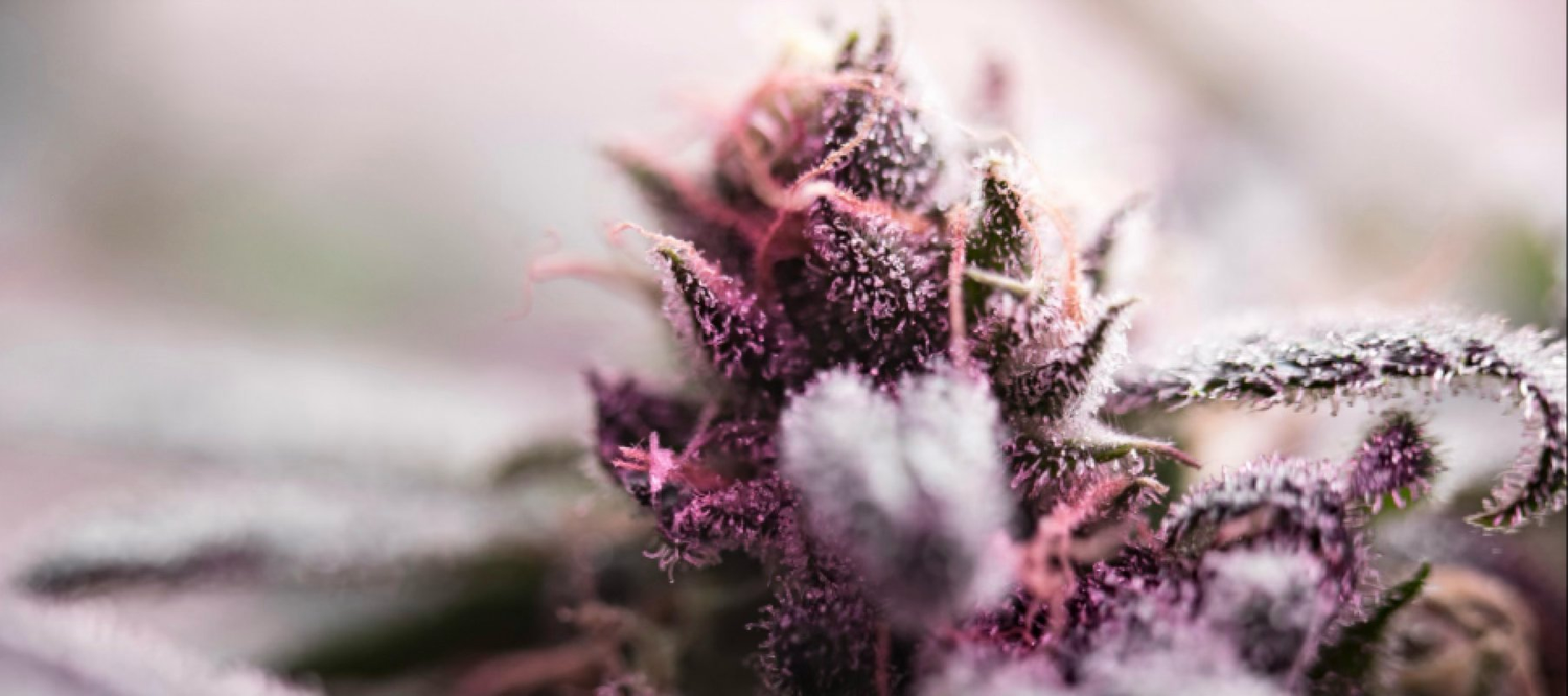 Zwei Cannabionide HHC und THC