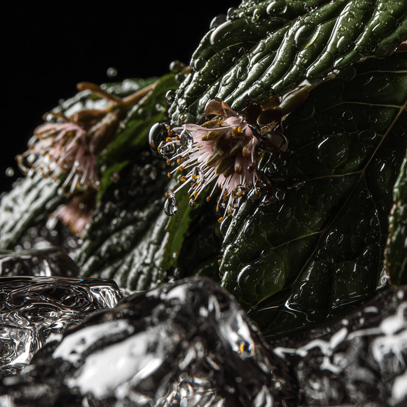 THC-Shot – Iced Mint Focus (6 Shots je 10mg / 5ml)