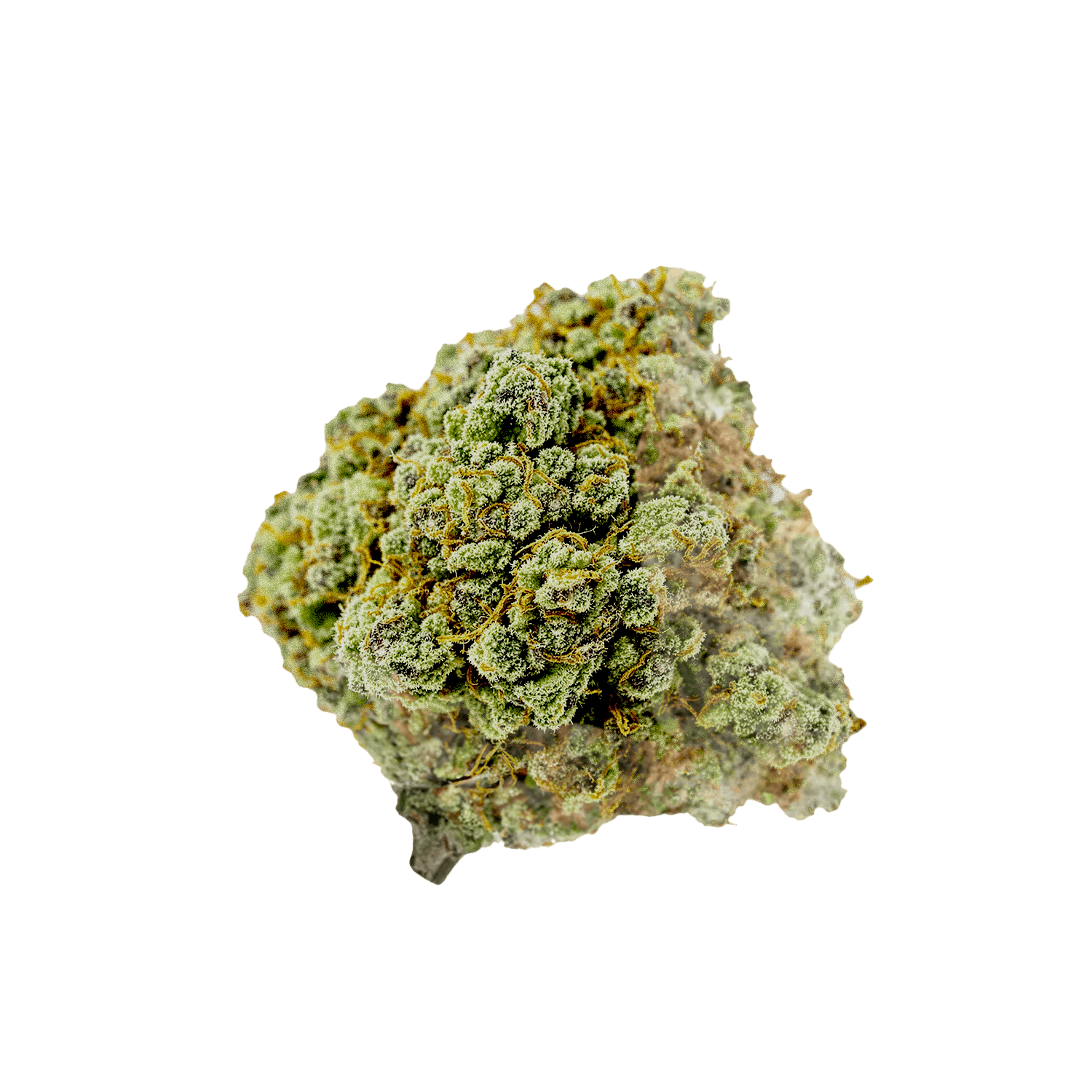 avaay 26/1 SK "Sour Kush"