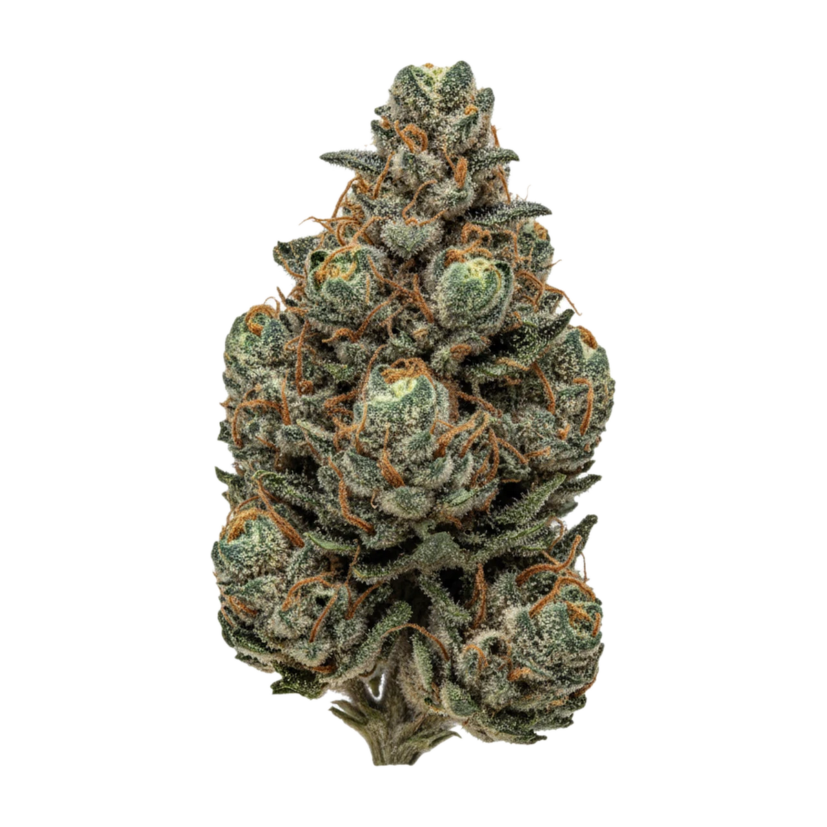 KI-generierte Illustration einer Cannabisblüte, zeigt nicht die tatsächliche Charge – 420 Evolution 25/1 STR "Star Struck"
