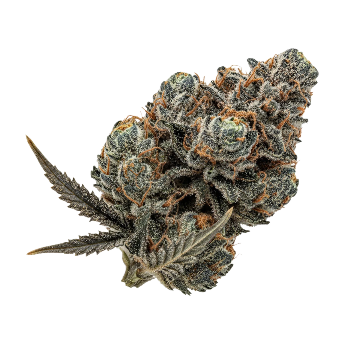 KI-generierte Illustration einer Cannabisblüte, zeigt nicht die tatsächliche Charge – 420 Evolution 30/1 CA PLA "Platinum Kush"