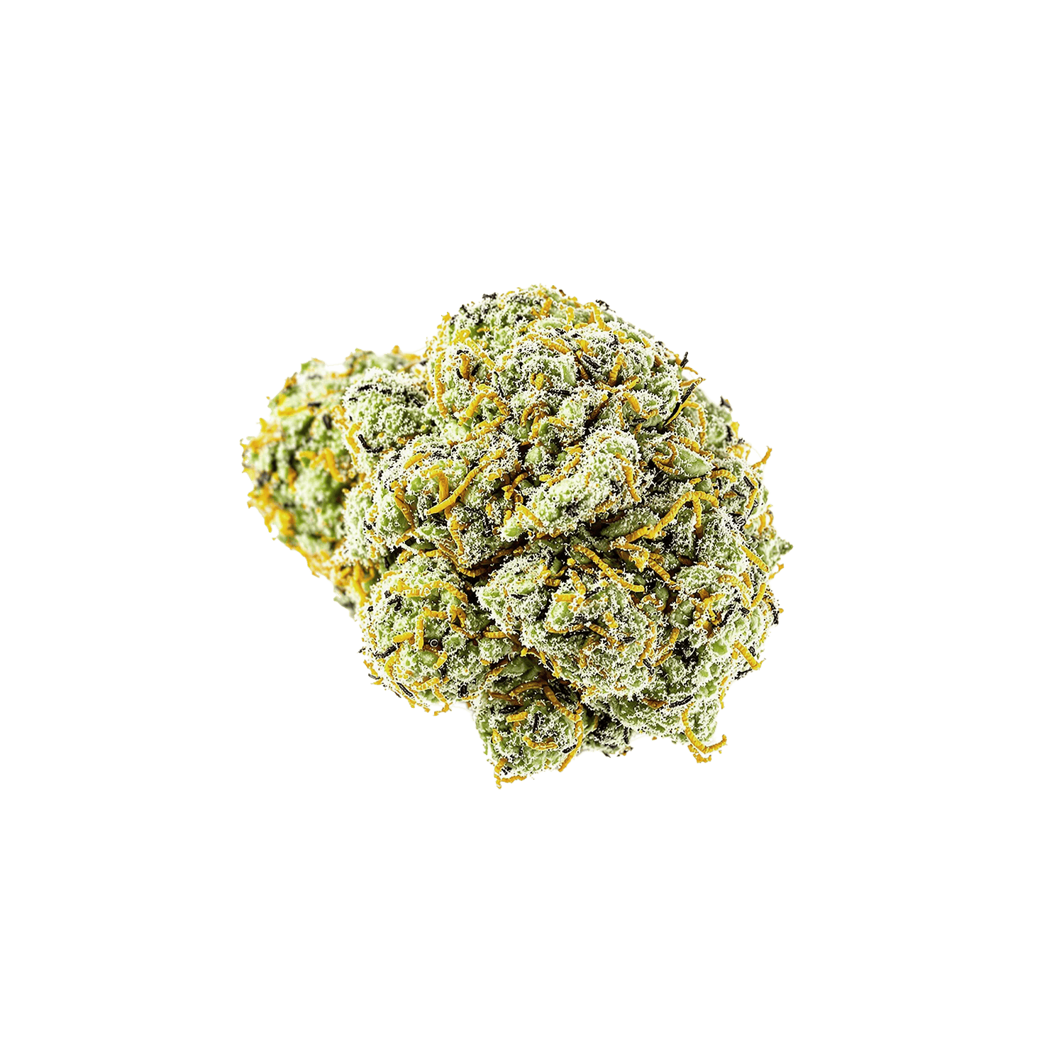 avaay Signature 31/1 OGC "Ocean Grown Cookies"