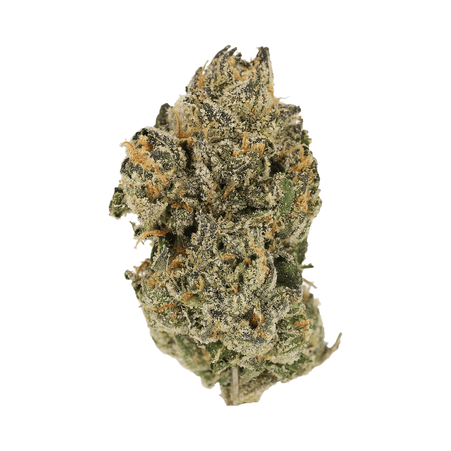Cannamedical CM Craft 28/1 "Midnight Lotus"