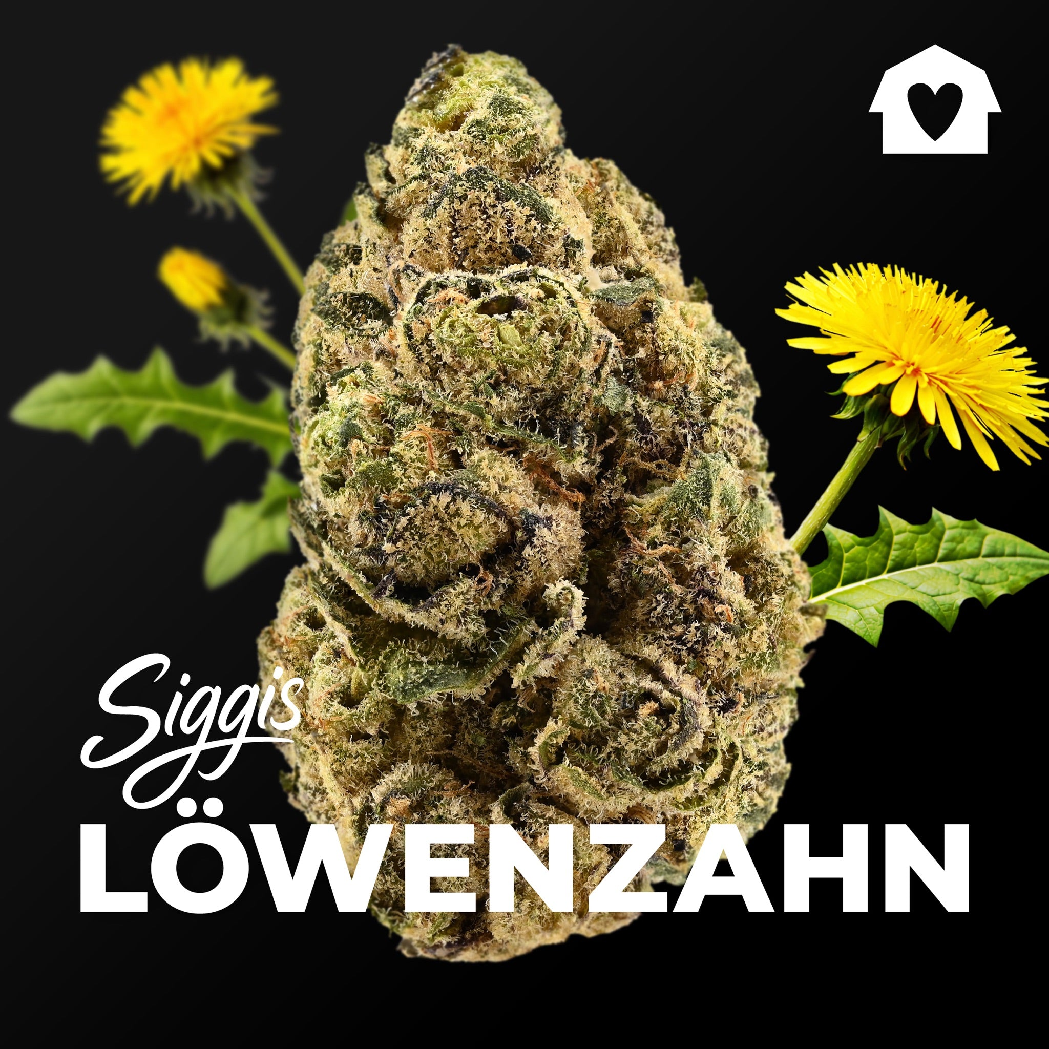 Siggis LWZAHN 22/1 "Siggis Löwenzahn"