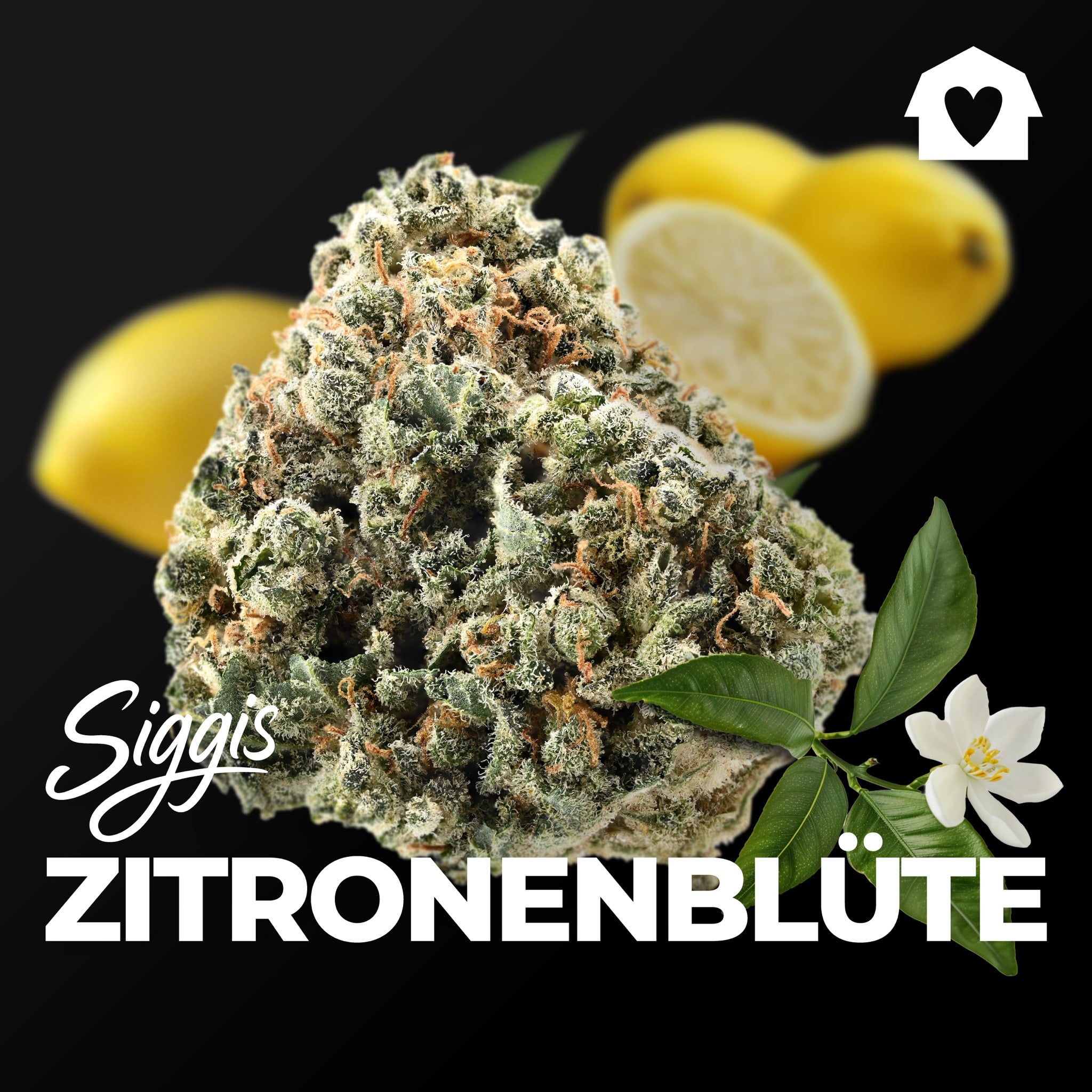 DEMECAN Siggis ZBLT 28/1 "Zitronenblüte"