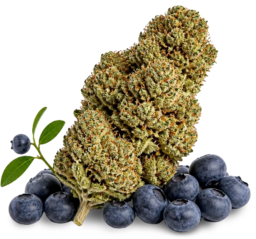 KI-generiertes Bild: SpectrumBotanics Blu Berry - Produktbild