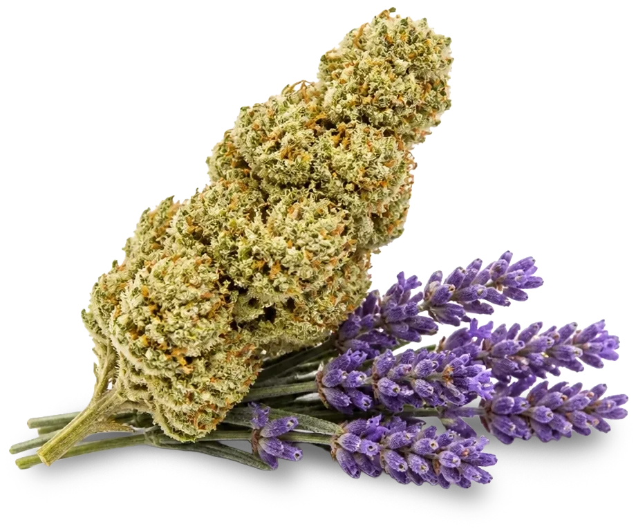 KI-generiertes Bild: SpectrumBotanics Blue Lavender - Produktbild