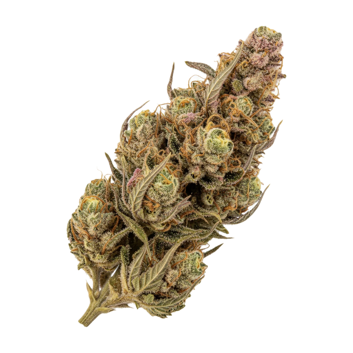 KI-generierte Illustration einer Cannabisblüte, zeigt nicht die tatsächliche Charge – Aleph Earth 16/1 "Mantis"