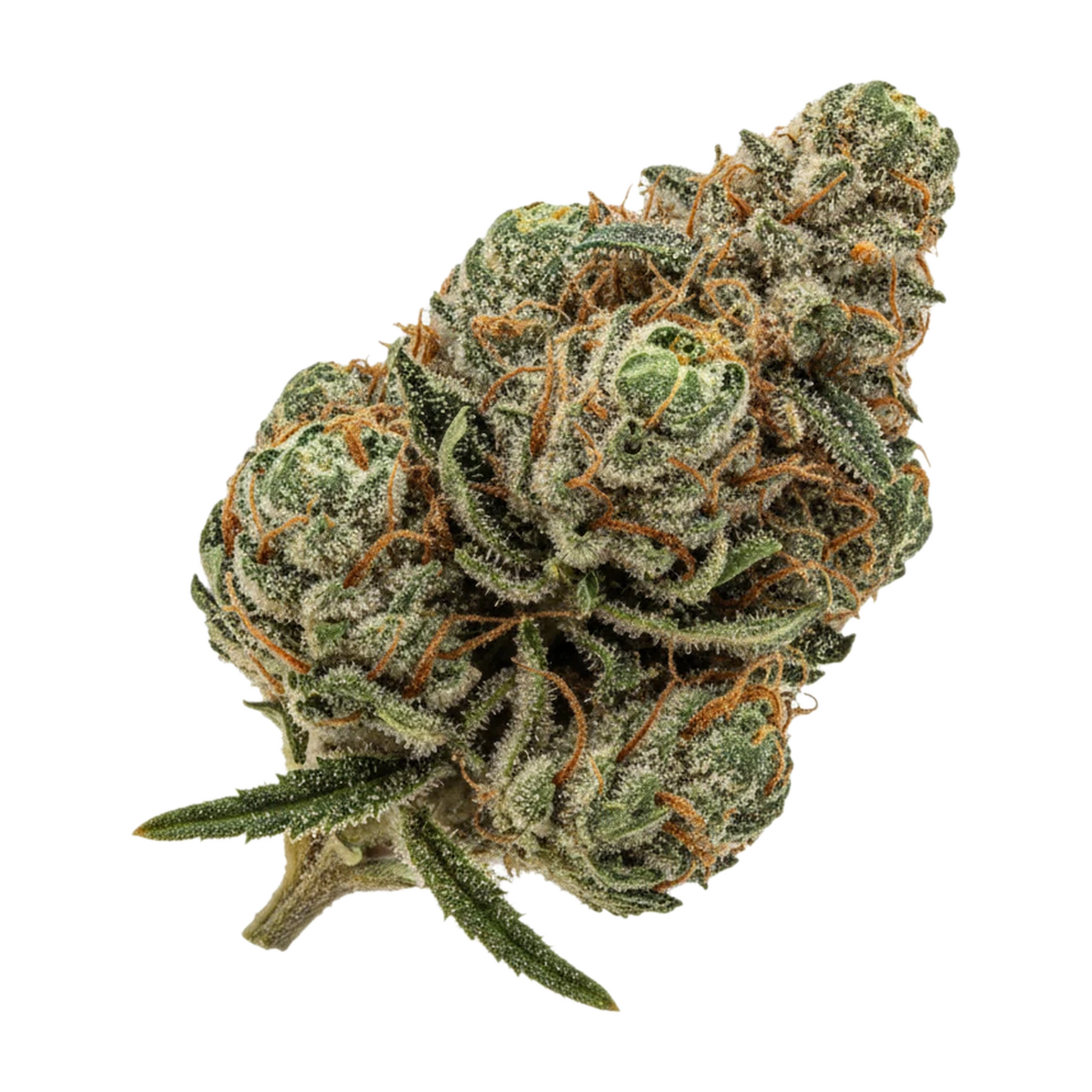 KI-generierte Illustration einer Cannabisblüte, zeigt nicht die tatsächliche Charge – Aleph Mont Blanc 26/1 "Glitterbomb"