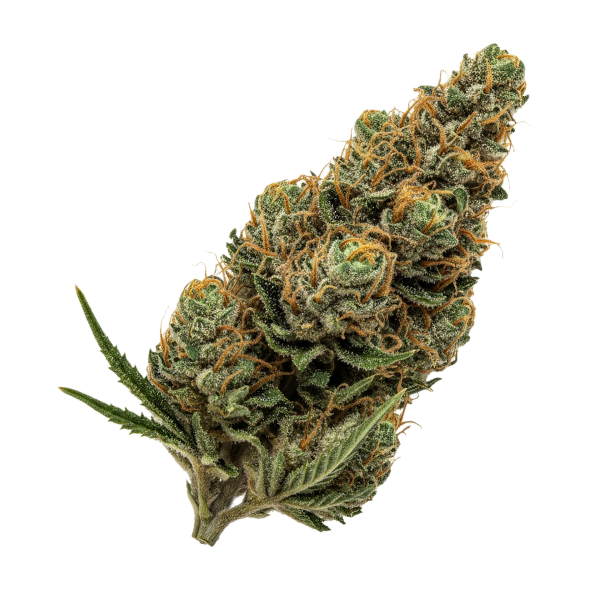 KI-generierte Illustration einer Cannabisblüte, zeigt nicht die tatsächliche Charge – All Nations 21/1 SH "Stolo Haze"