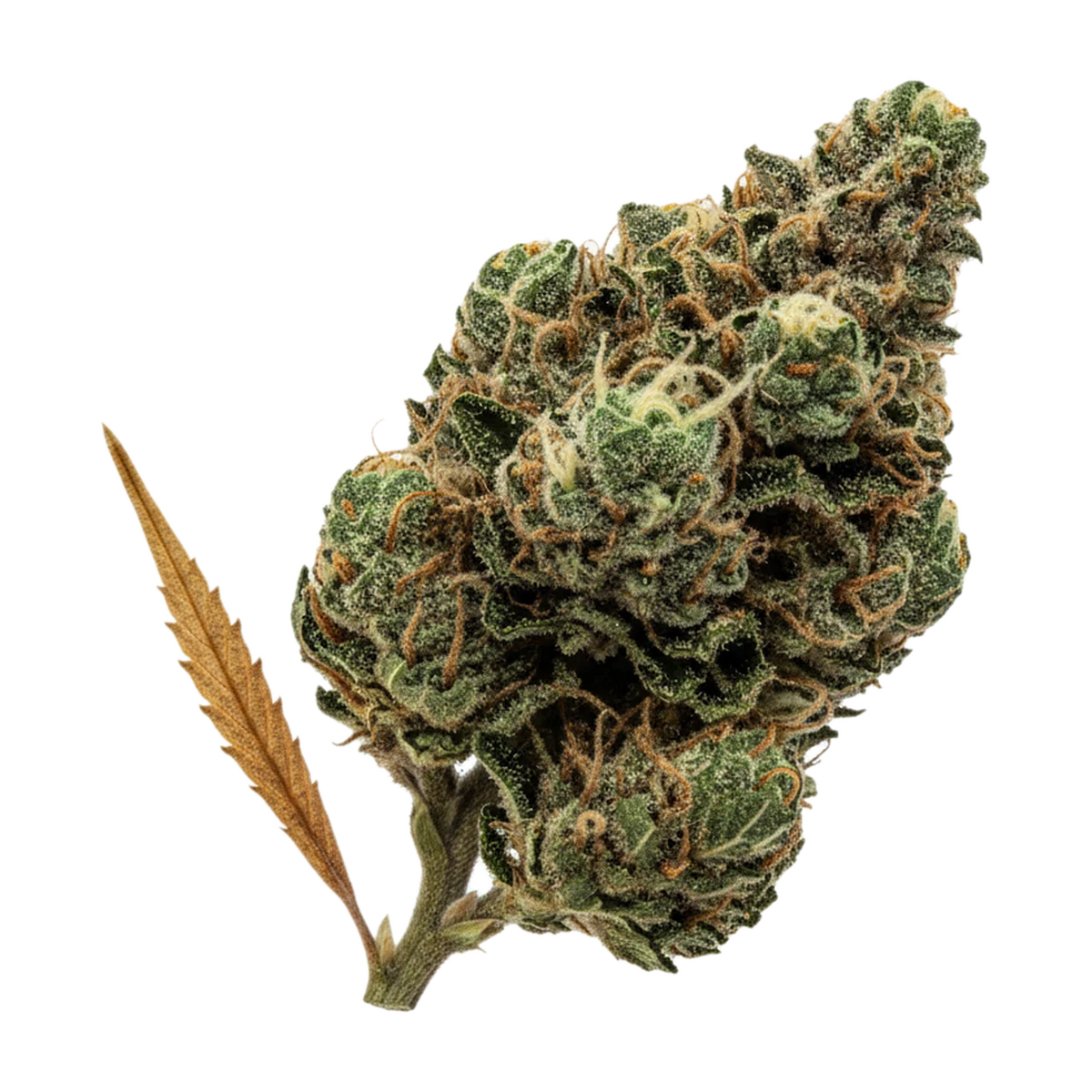KI-generierte Illustration einer Cannabisblüte, zeigt nicht die tatsächliche Charge – avaay 15/1 PYC "Peyote Critical"