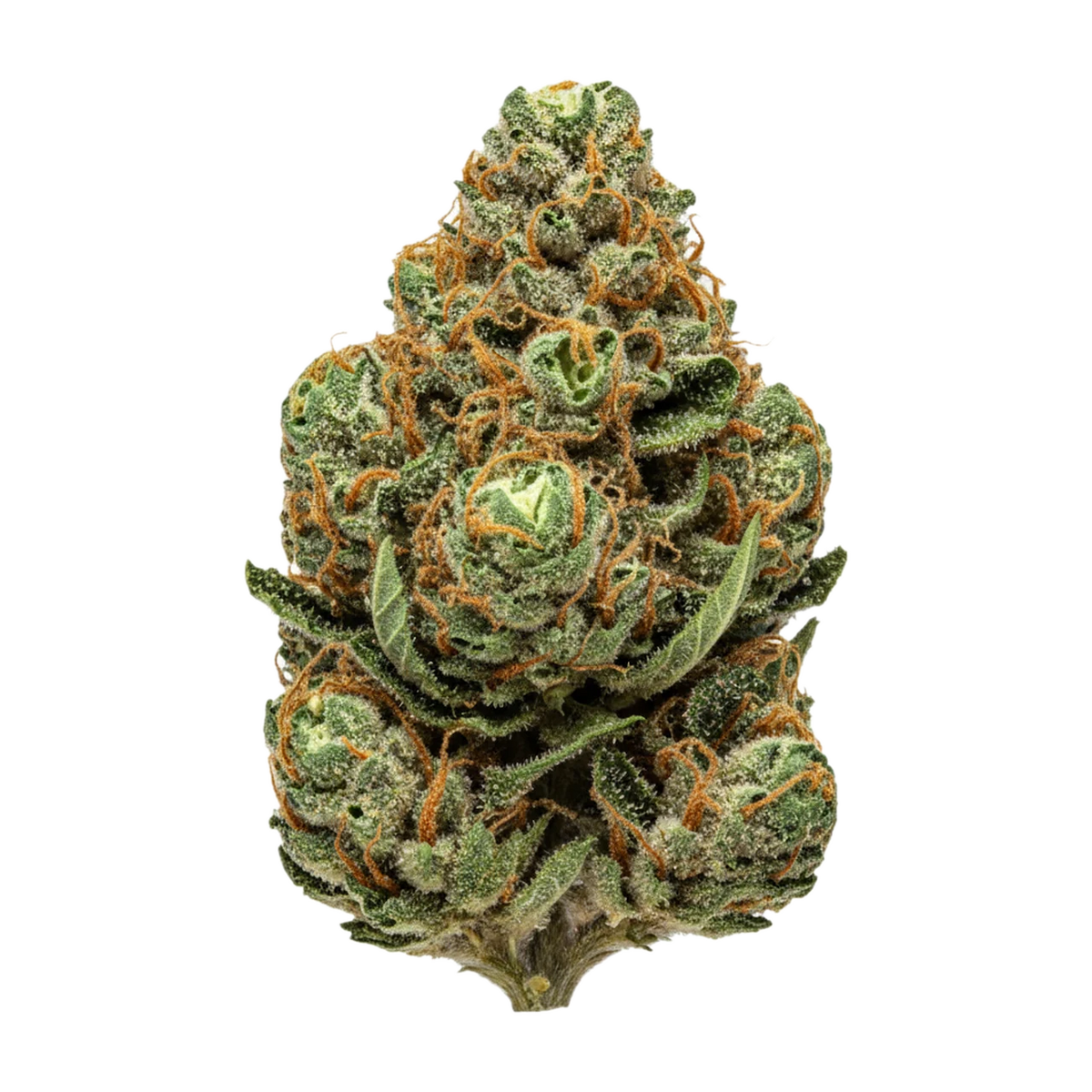 KI-generierte Illustration einer Cannabisblüte, zeigt nicht die tatsächliche Charge – avaay 22/1 MOS "Mo's Sunset"
