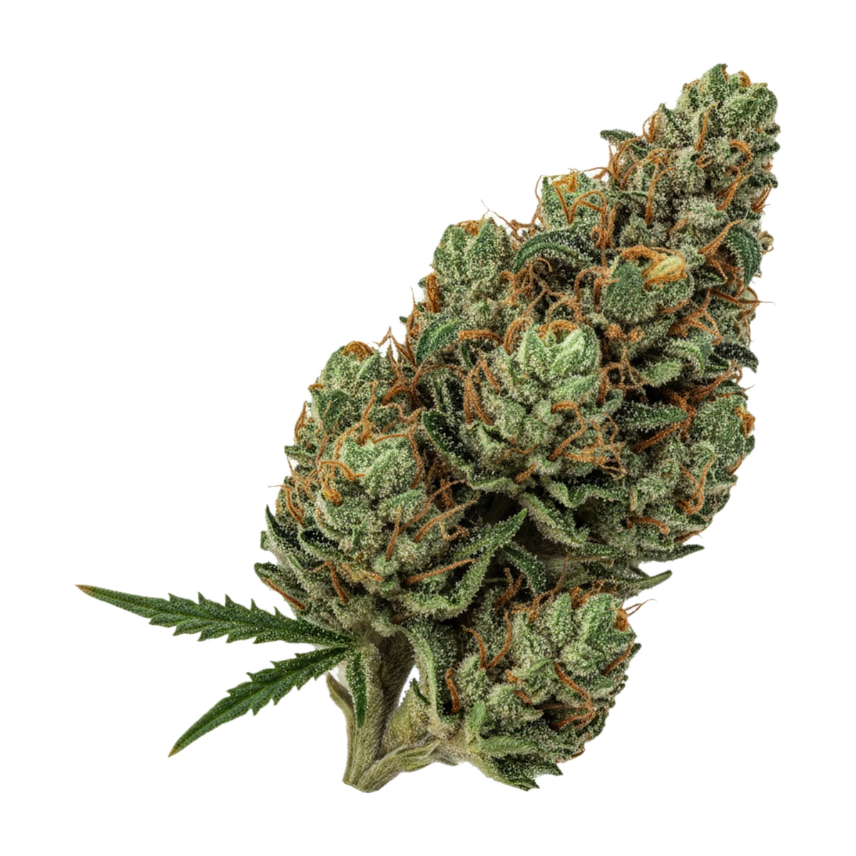 KI-generierte Illustration einer Cannabisblüte, zeigt nicht die tatsächliche Charge – Bathera PMM "Permanent Midnight"