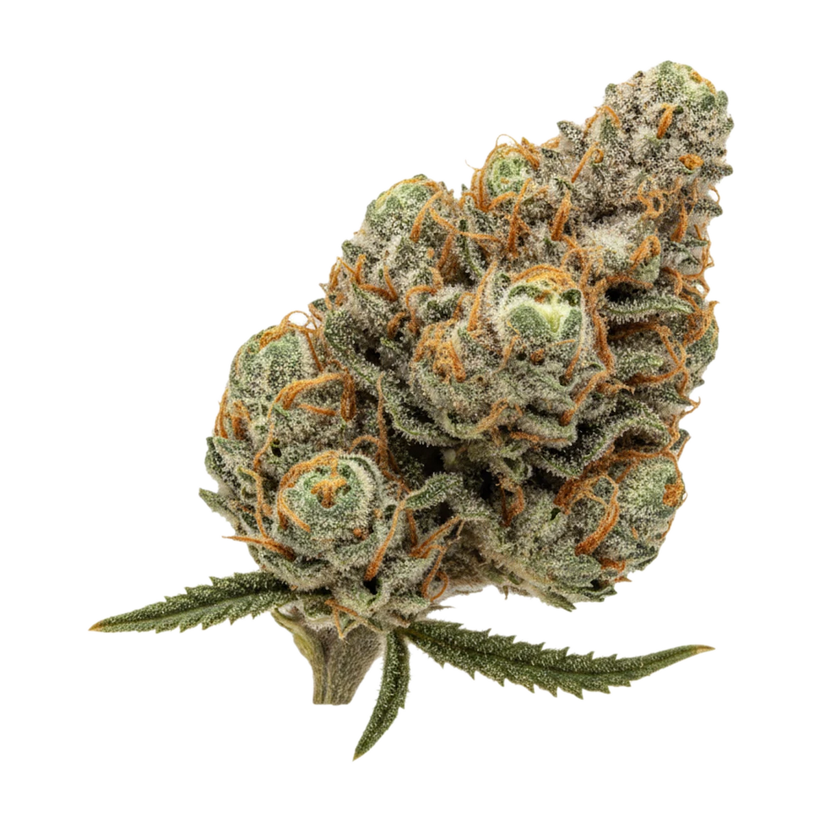 KI-generierte Illustration einer Cannabisblüte, zeigt nicht die tatsächliche Charge – Bathera 23/1 "Dank Sinatra"
