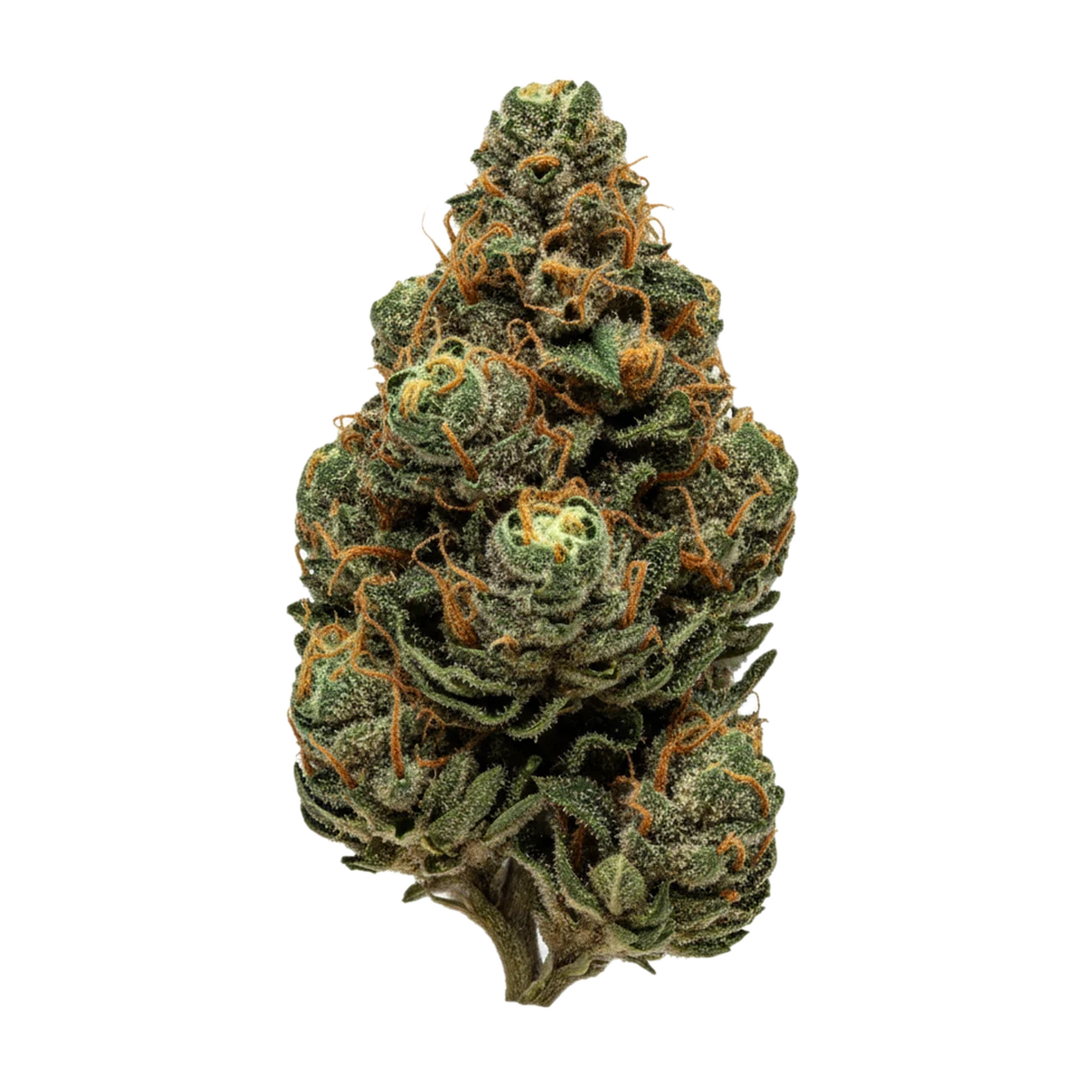 KI-generierte Illustration einer Cannabisblüte, zeigt nicht die tatsächliche Charge – Bava Med 23/1 MAN-CO "Mandarine Cookies"