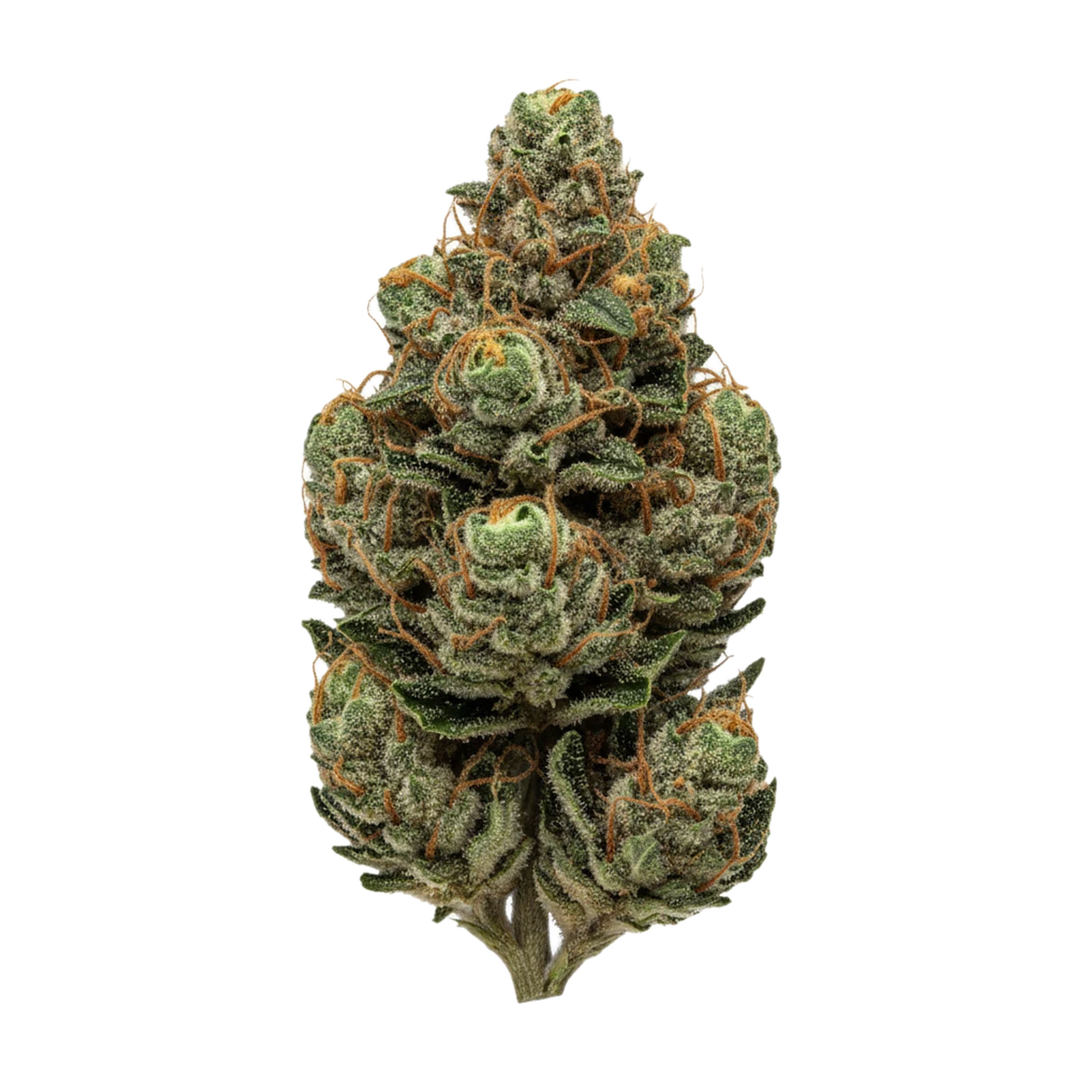 KI-generierte Illustration einer Cannabisblüte, zeigt nicht die tatsächliche Charge – Buuo 24/1 DC "Cookies & Cream"