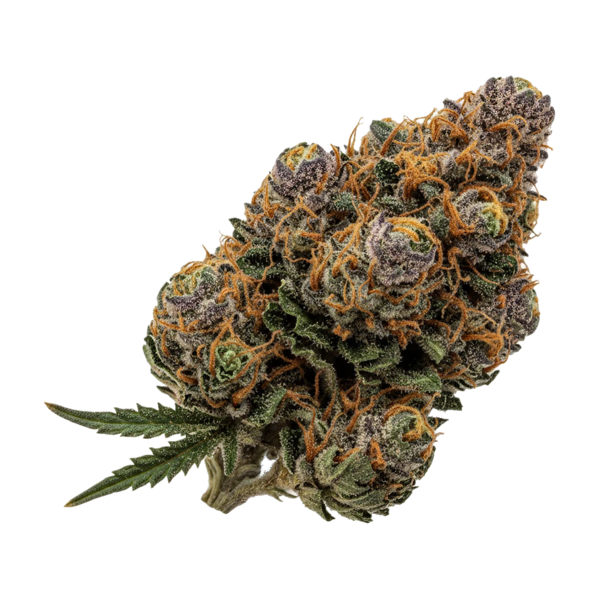 KI-generierte Illustration einer Cannabisblüte, zeigt nicht die tatsächliche Charge – Cannamedical Indica Classic SF 20/1 "Royal Berry"