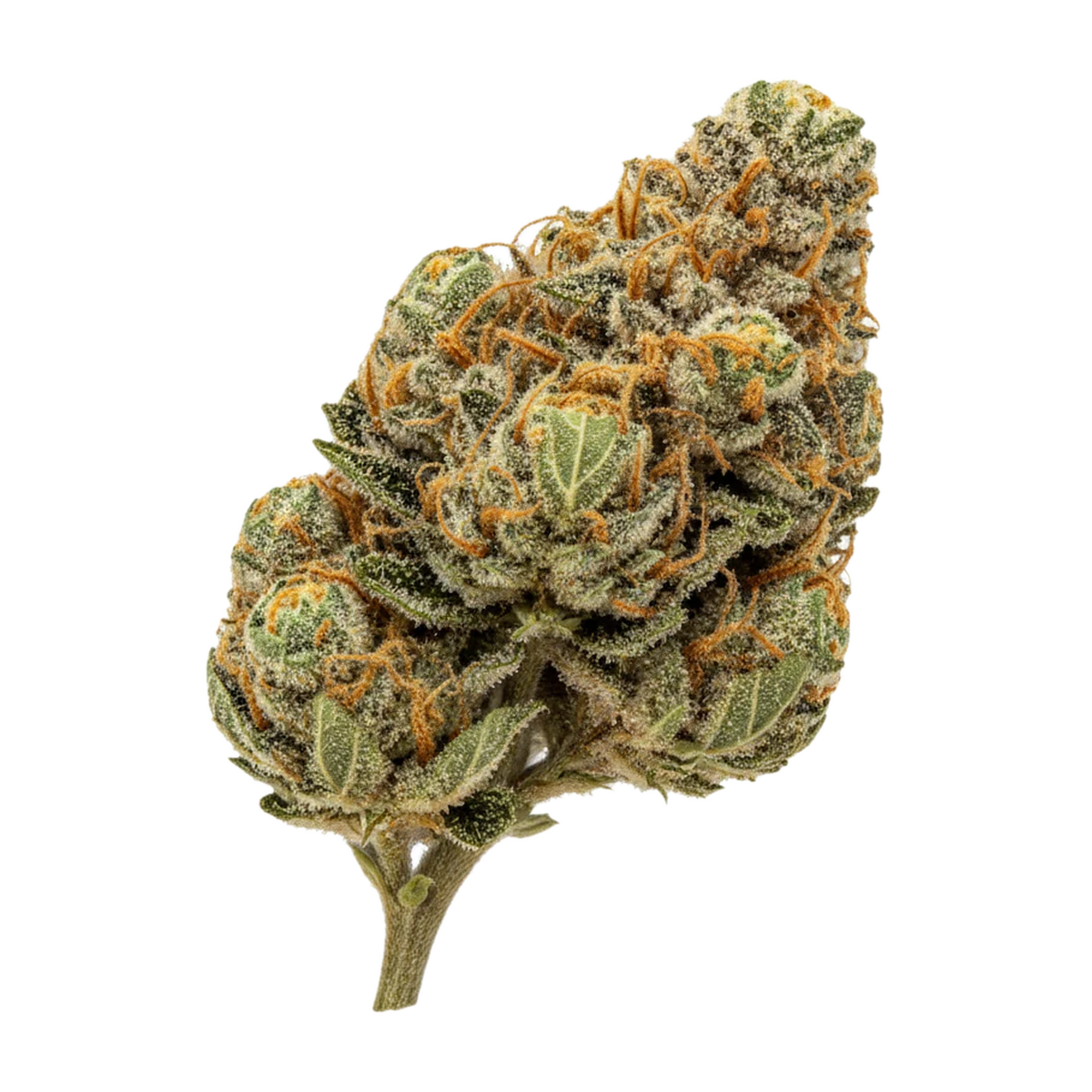 KI-generierte Illustration einer Cannabisblüte, zeigt nicht die tatsächliche Charge – Curaleaf Natural 25/1 CA GCT "Garlic Truffle"