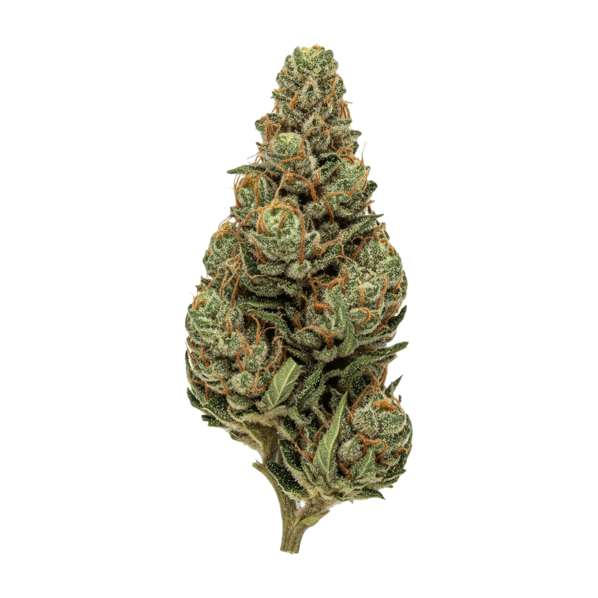 KI-generierte Illustration einer Cannabisblüte, zeigt nicht die tatsächliche Charge – DEMECAN Core Pulse "Zativa"