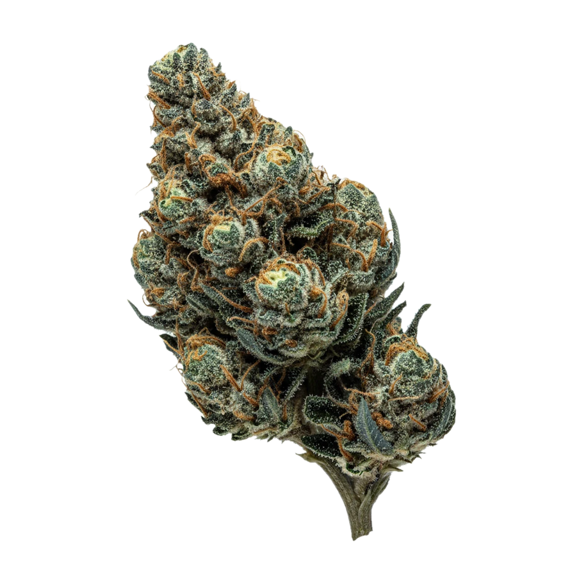 KI-generierte Illustration einer Cannabisblüte, zeigt nicht die tatsächliche Charge – enua 30/1 NLP "Northern Lime Pie"