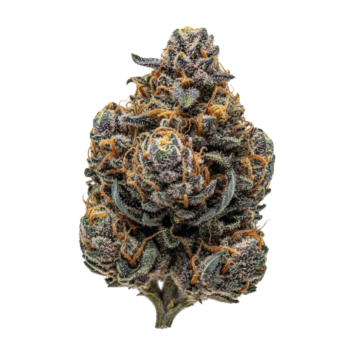 KI-generierte Illustration einer Cannabisblüte, zeigt nicht die tatsächliche Charge – enua 33/1 SF4 "Sunset Sherbert"