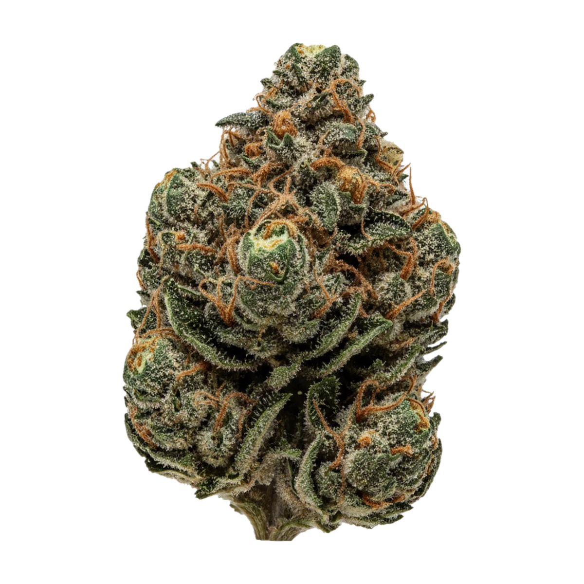 KI-generierte Illustration einer Cannabisblüte, zeigt nicht die tatsächliche Charge – GM South African 27/1 "Mungo"