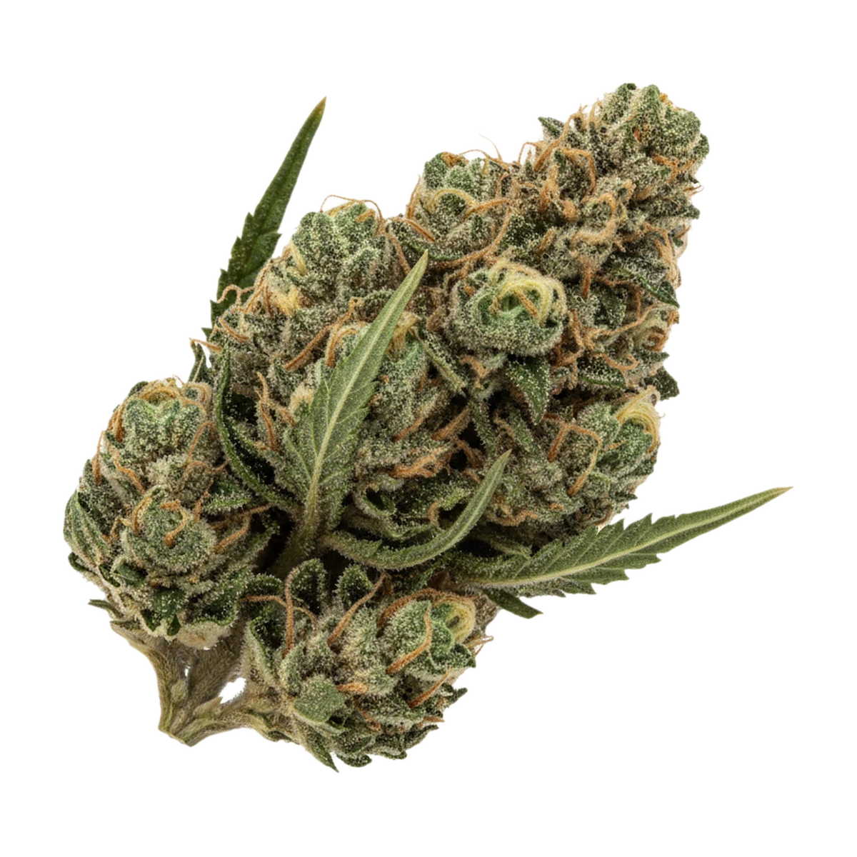 KI-generierte Illustration einer Cannabisblüte, zeigt nicht die tatsächliche Charge – Huala 25/1 SCO "Scoops"