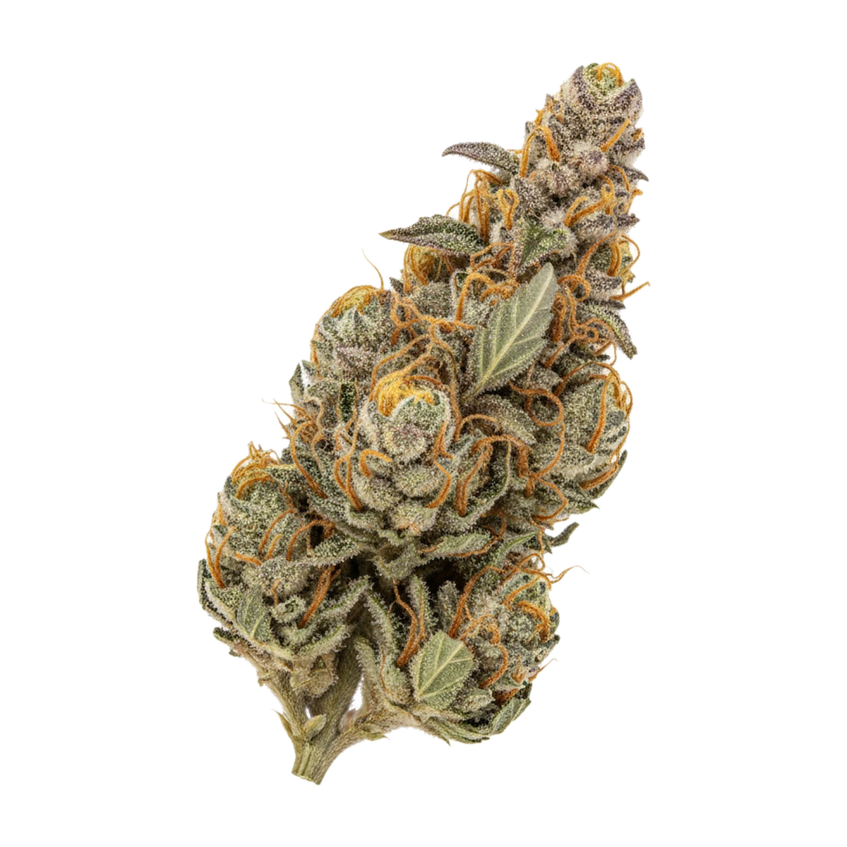 KI-generierte Illustration einer Cannabisblüte, zeigt nicht die tatsächliche Charge – Huala 30/1 BKM "Banana Kush Mints"