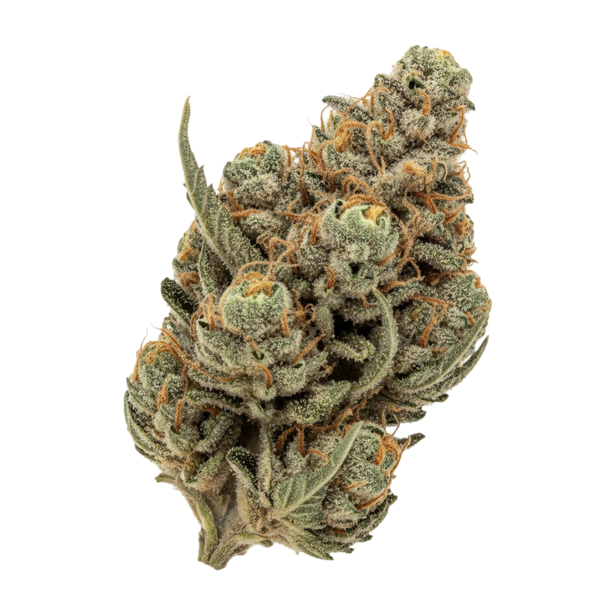 KI-generierte Illustration einer Cannabisblüte, zeigt nicht die tatsächliche Charge – IUVO 24/1 OC "Tropical Orange"