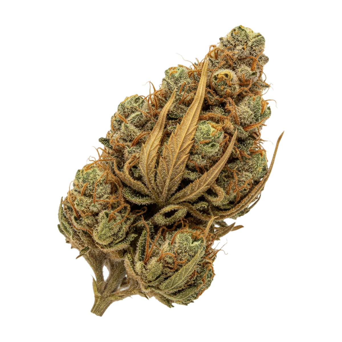 KI-generierte Illustration einer Cannabisblüte, zeigt nicht die tatsächliche Charge – Luana 20/1 Star "Starhaze OG"